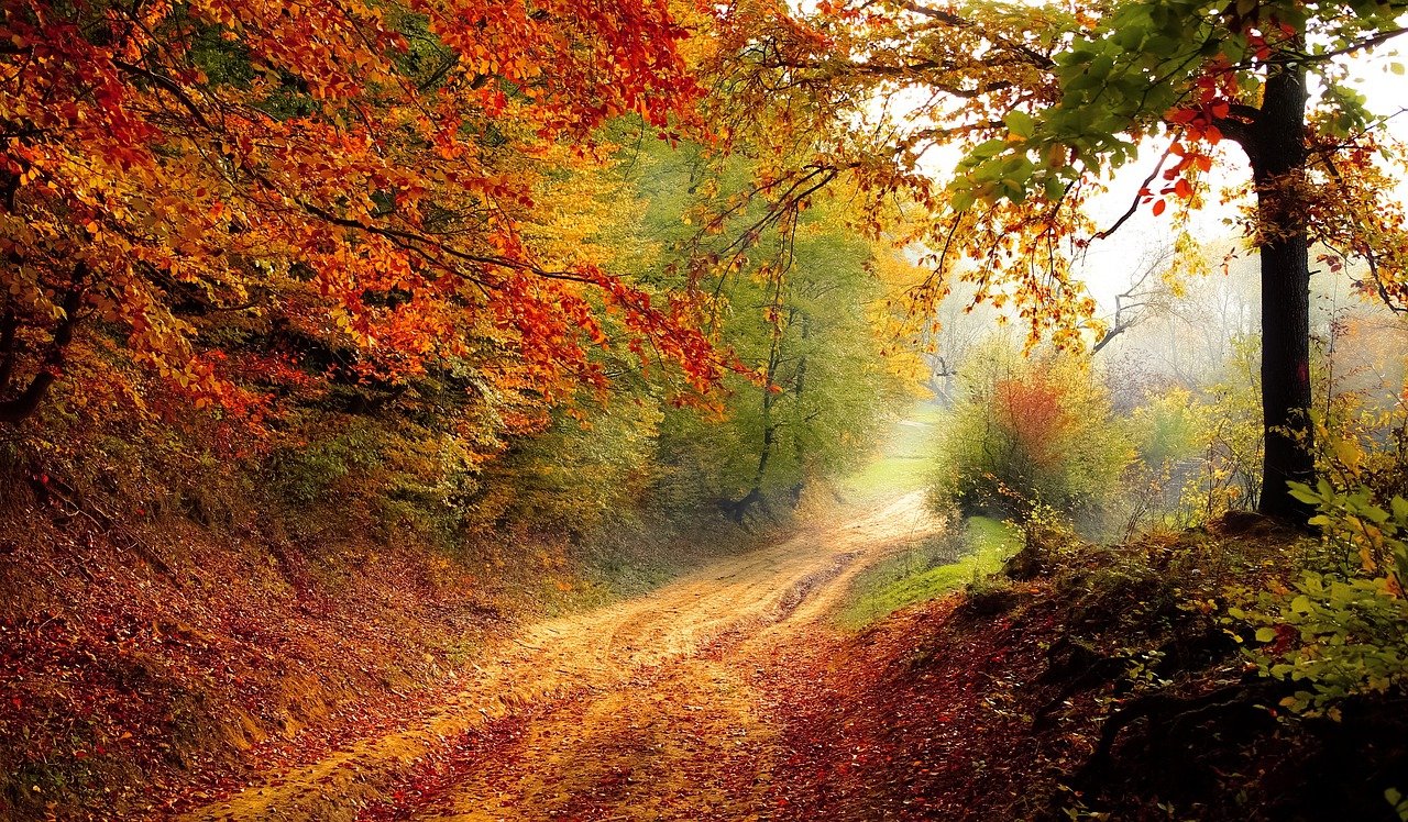 road, forest, fall, nature
