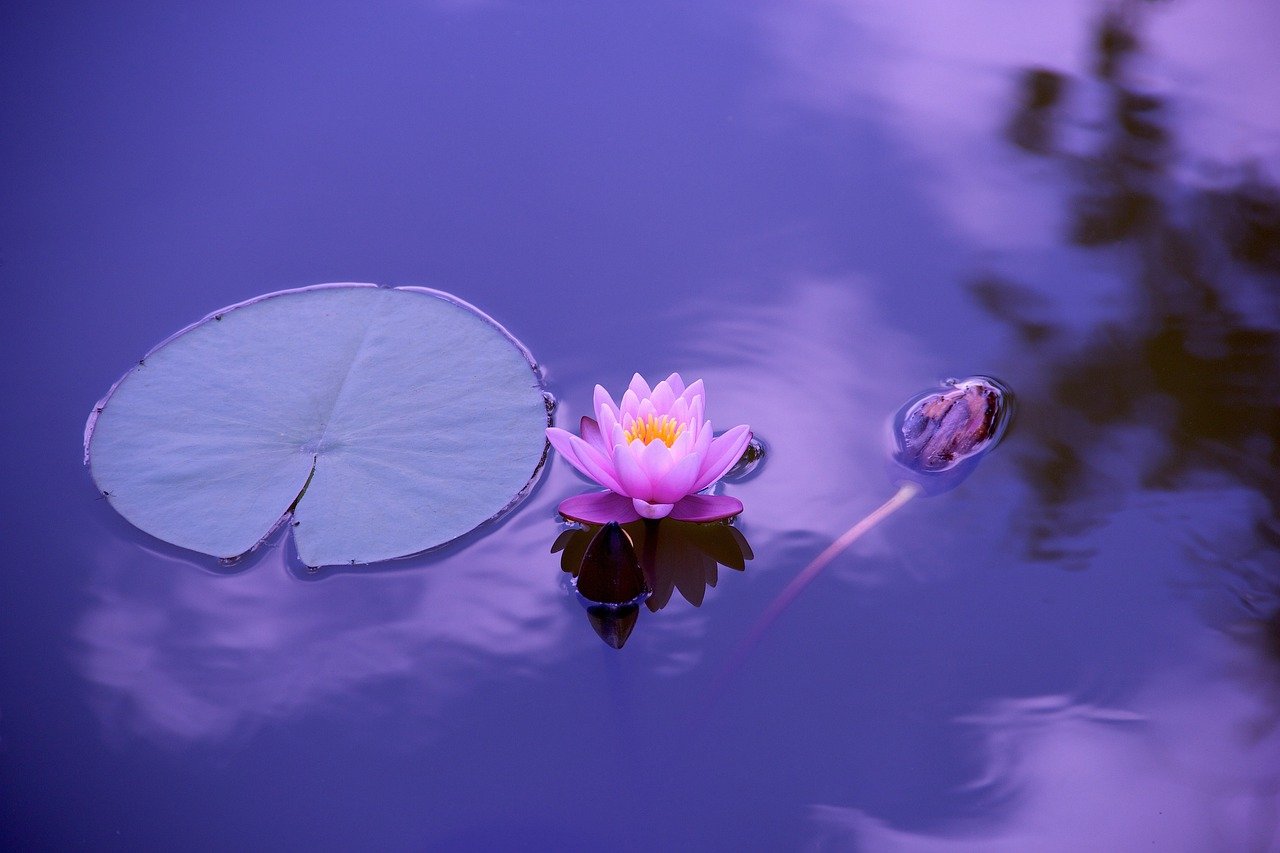 lotus, flower, lily pad, Visualization meditation