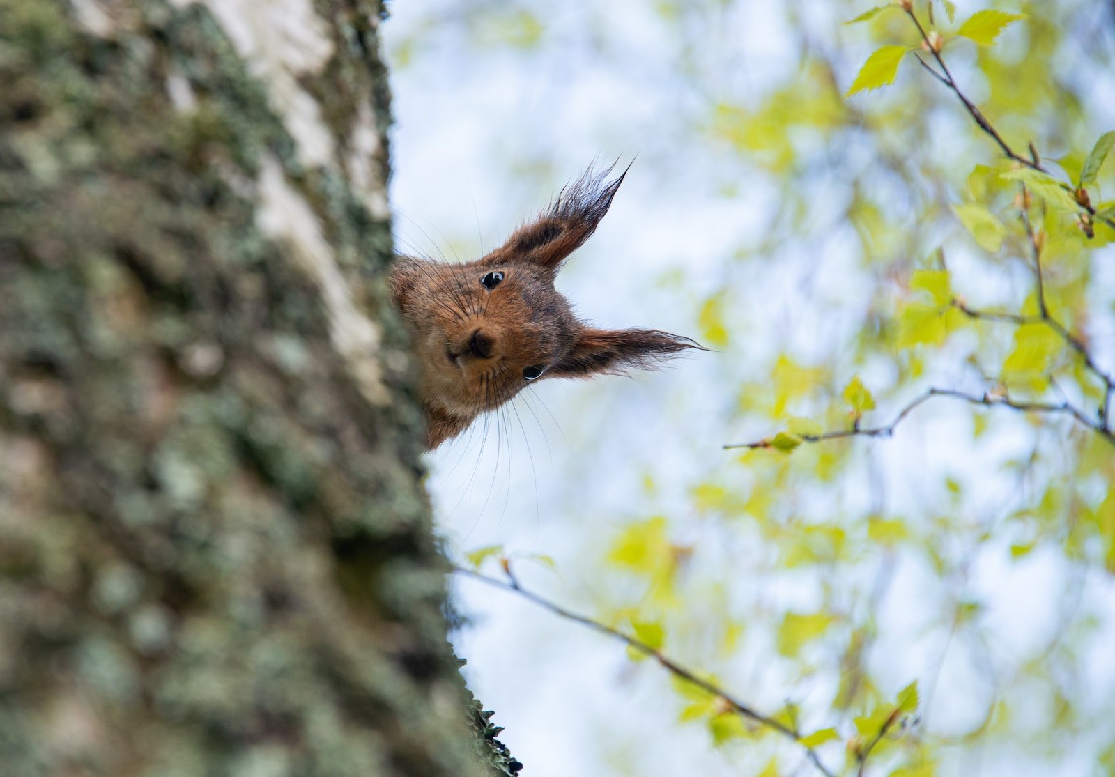 brown squirrel on tree branch during daytime, Curiosity