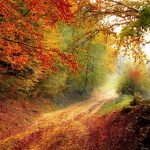 road, forest, fall, nature