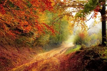 road, forest, fall, nature