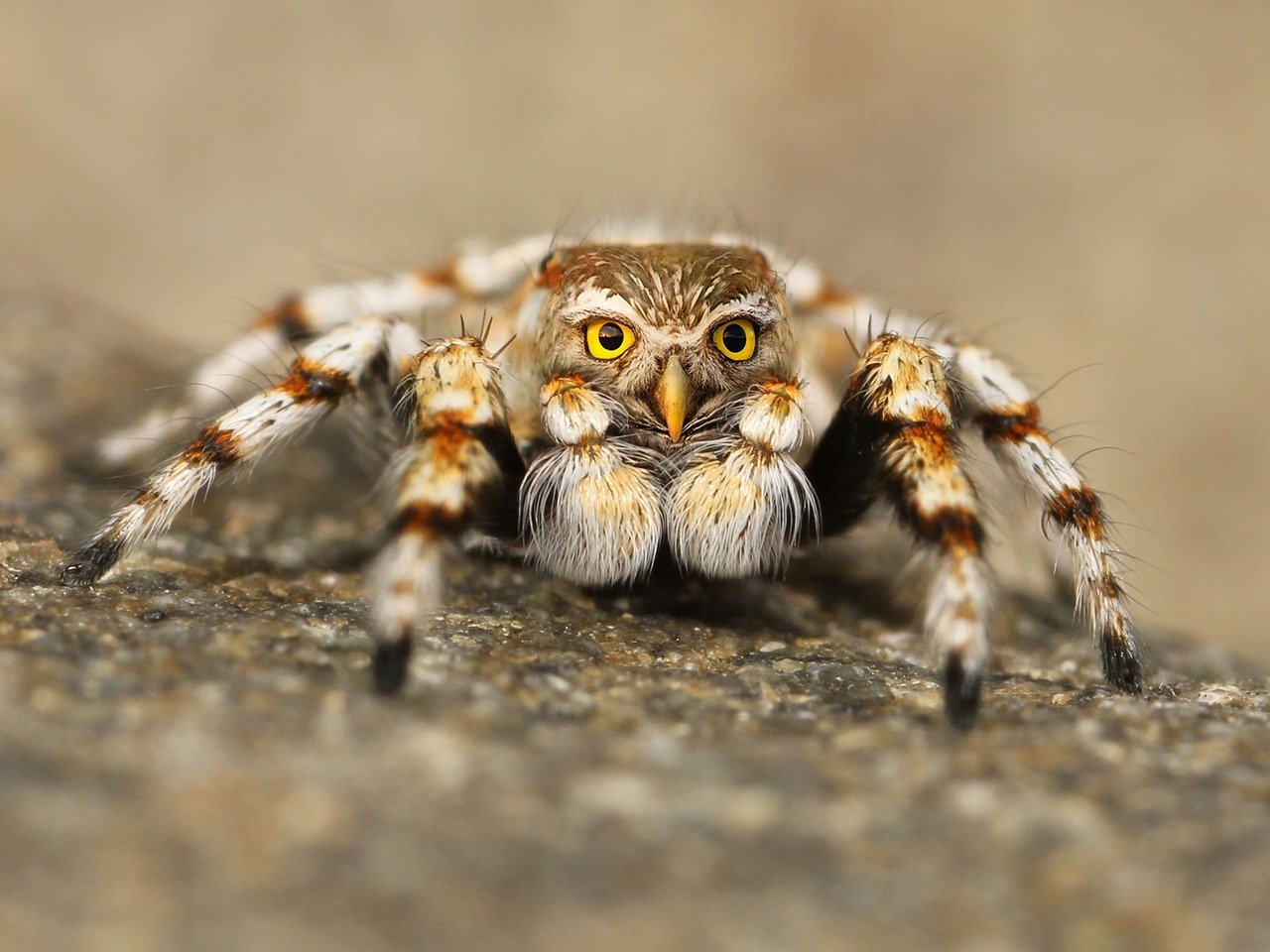 speule, spider, jumping spider,phobia