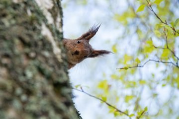 brown squirrel on tree branch during daytime, Curiosity