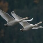 two white swans flying in the air