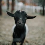 Close-up of a muzzle of a small black goat
