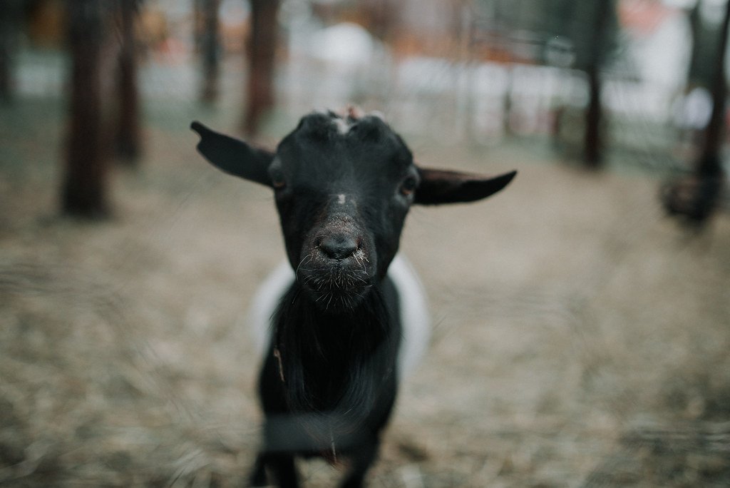 Close-up of a muzzle of a small black goat