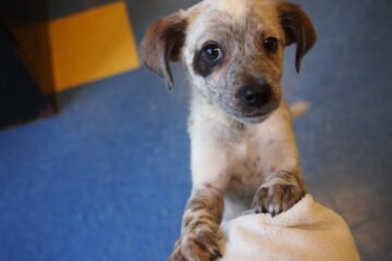 lab/shepherd/pointer mix puppies