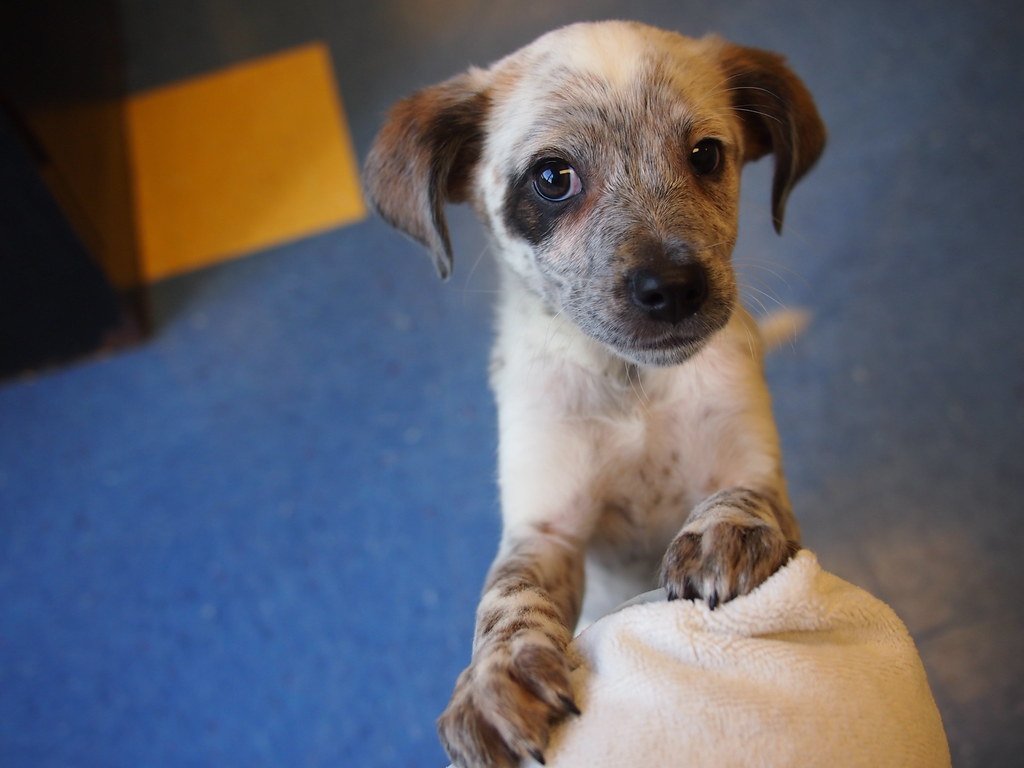 lab/shepherd/pointer mix puppies