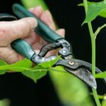 a person holding a pair of pliers to a plant