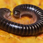 White-legged Snake Millipede, Tachypodoiulus niger