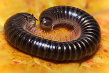 White-legged Snake Millipede, Tachypodoiulus niger