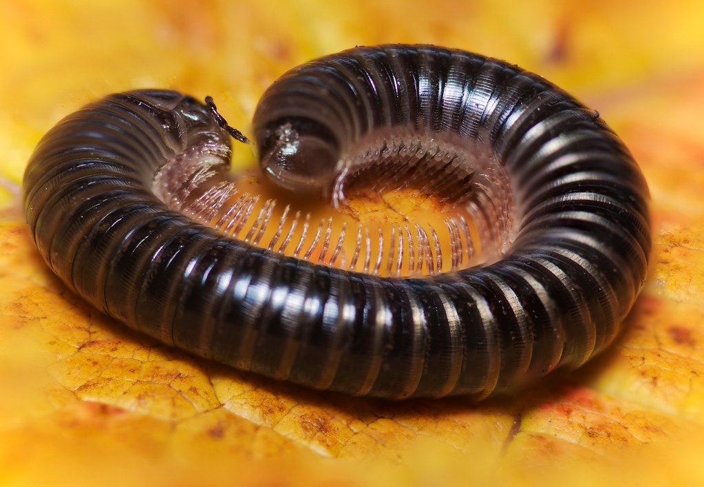 White-legged Snake Millipede, Tachypodoiulus niger
