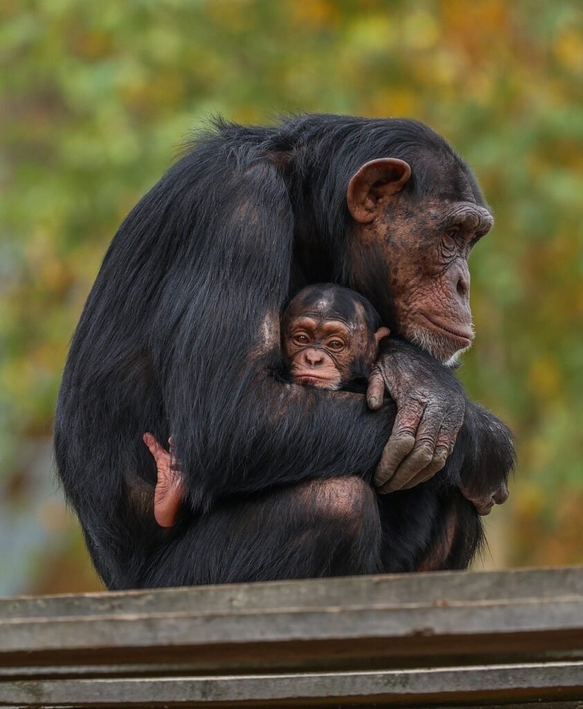 monkey, nature, animal, mammal