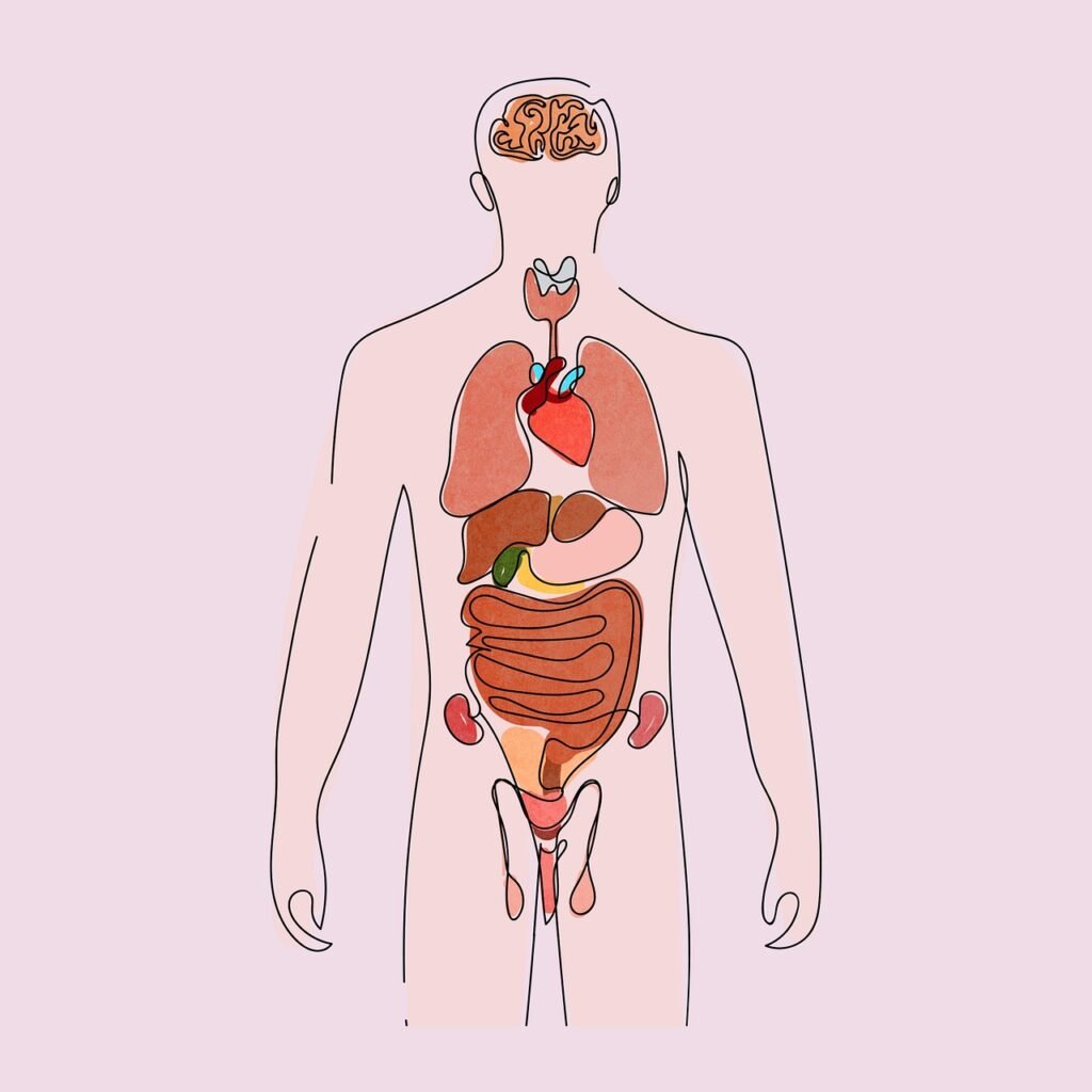 anatomy, human, body, organs, medical, biology, science, heart, health, drawing