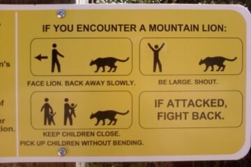 Mountain Lion Safety