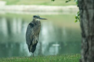 Thoughtless or thoughtful?