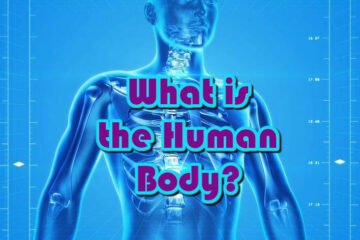 the human body