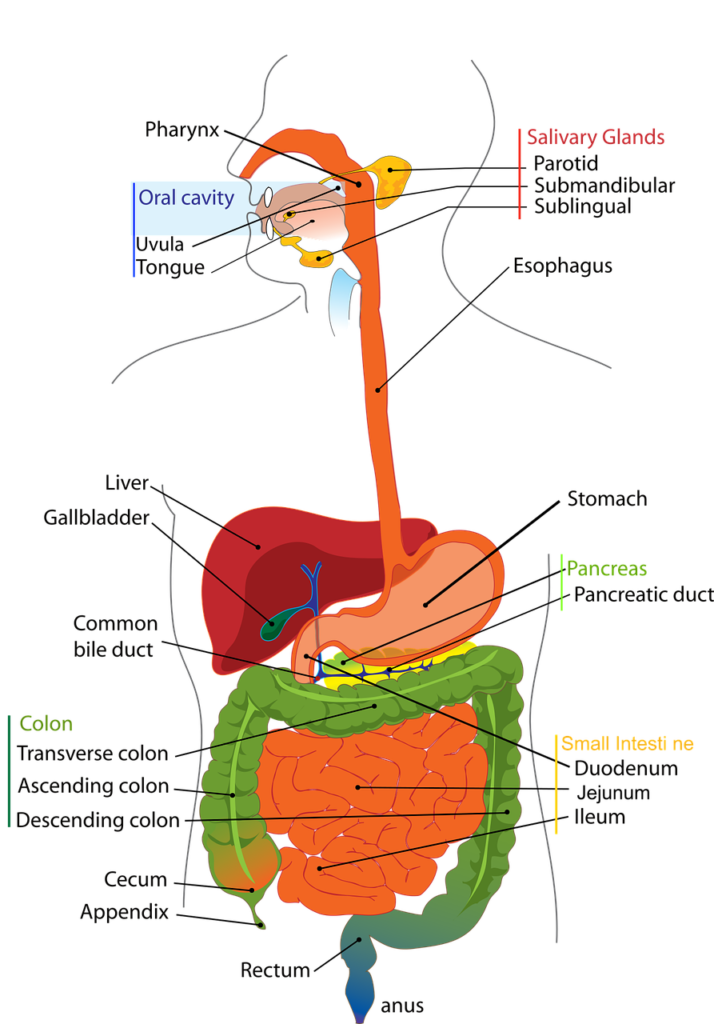 digestive, system, human, digestion, labelled, diagram, biology, anatomy, anatomical, abdomen, gastrointestinal, pancreas, stomach, colon, gallbladder, liver, duodenum, digestive, digestion, digestion, digestion, biology, anatomy, anatomy, pancreas, pancreas, pancreas, stomach, stomach, stomach, stomach, liver, liver, liver, liver, liver