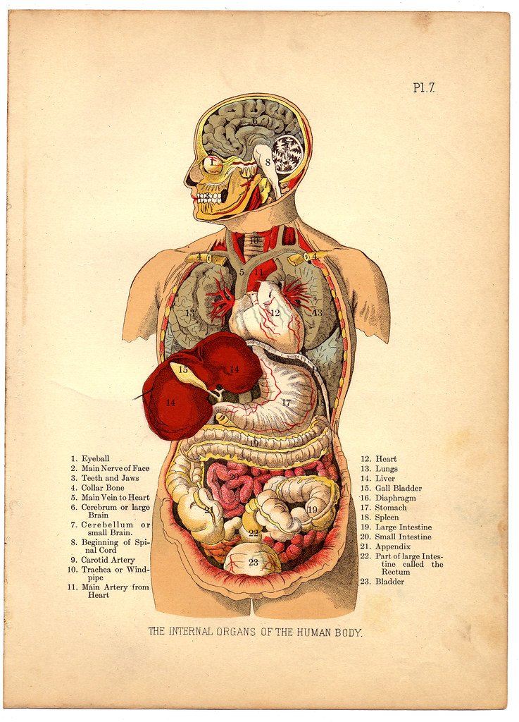 Internal Organs of the Human Body