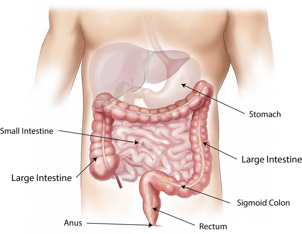 abdomen, intestine, large, small, stomach, ascending, transverse, descending, colon, organs, digestive, tract, anatomy, science, medical