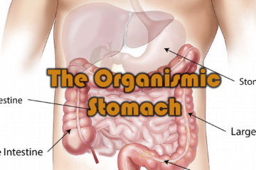 abdomen, intestine, large, small, stomach, ascending, transverse, descending, colon, organs, digestive, tract, anatomy, science, medical